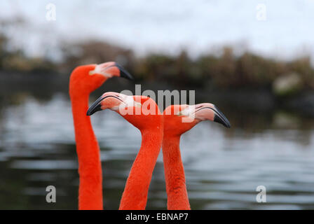 Rosaflamingo, American Flamingo Karibik Flamingo (Phoenicopterus Ruber Ruber), Vögel im Gespräch Stockfoto