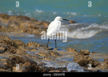 Seidenreiher (Egretta Garzetta), in der Nähe von Küste, Kanarischen Inseln, Fuerteventura, Corralejo Stockfoto