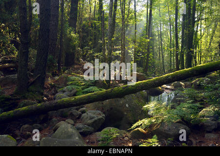 Holz im Bavella-Gebirge, Frankreich, Korsika, Porto Vecchio Stockfoto