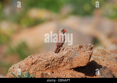 Trumpeter Finch (Rhodopechys Githaginea, Bucanetes Githagineus), Männlich, sitzt auf einem Felsblock, Kanarischen Inseln, Fuerteventura Stockfoto