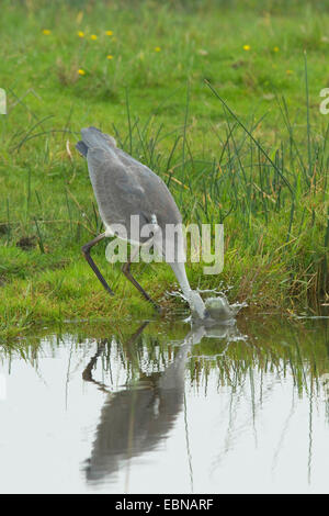 Graureiher (Ardea Cinerea), Jagd auf der Uferpromenade, Deutschland, Fehmarn, NSG Wallnau Stockfoto