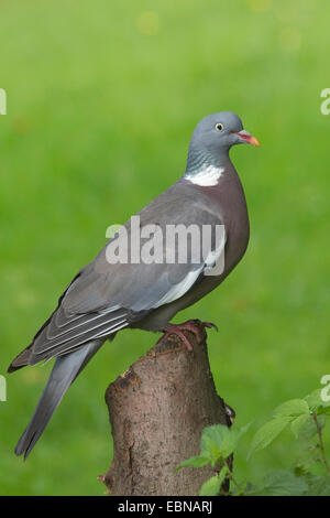 Ringeltaube (Columba Palumbus), sitzen auf einer Weide Pole, Deutschland Stockfoto