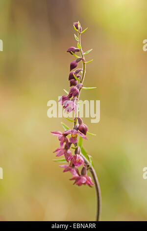 dunkelrote Helleborine, königliche Helleborine (Epipactis Atrorubens), Blütenstand, Deutschland Stockfoto