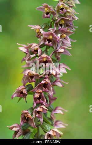 Breitblättrigen Helleborine, östlichen Helleborine (Epipactis Helleborine), Blumen, Deutschland Stockfoto