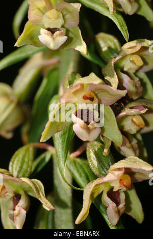 Breitblättrigen Helleborine, östlichen Helleborine (Epipactis Helleborine), Blumen, Deutschland Stockfoto