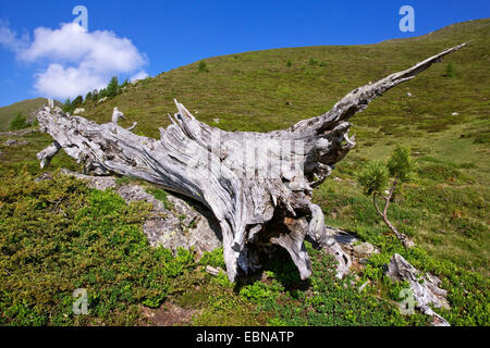 Zirbe, Arolla-Kiefer (Pinus Cembra), hob einloggen Bergwiese, Österreich, Kärnten, Nationalpark Nockberge Stockfoto