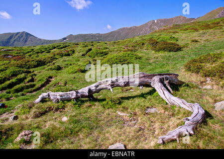 Zirbe, Arolla-Kiefer (Pinus Cembra), hob alte Log in Bergwiese, Österreich, Kärnten, Nationalpark Nockberge Stockfoto