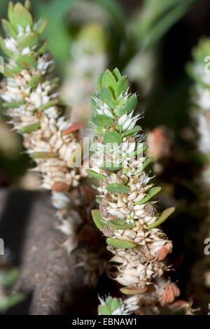 Korallen-Kette (Illecebrum Verticillatum), Fruchtbildung, Deutschland, BGGI Stockfoto