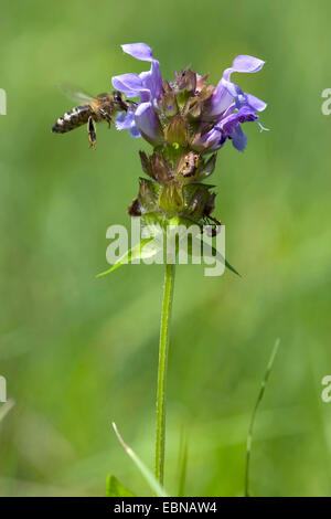 Großen Self-heal, Prunella Lieblichkeit (Prunella Grandiflora), Blütenstand mit Biene, Schweiz Stockfoto