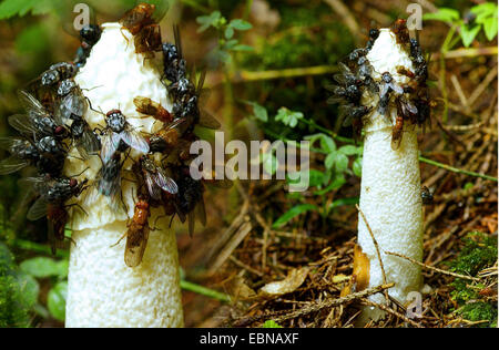 Stinkmorchel (Phallus Impudicus), viele fliegen auf die Fruchtbildung Einrichtungen, Deutschland, Nordrhein-Westfalen, Bergisches Land Stockfoto