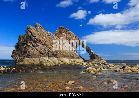 Bogen Geige Felsen an der Küste, Großbritannien, Schottland Stockfoto