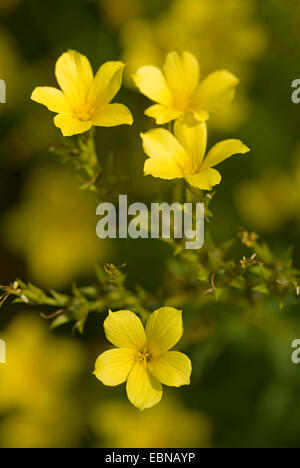 gelb Flachs (Linum Flavum), blühen, Deutschland Stockfoto