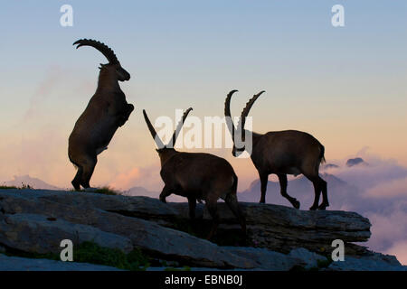 Alpensteinbock (Capra Ibex, Capra Ibex Ibex), Abend-Silhouetten der drei Tiere tun hierarchische Kämpfe auf felsigem Boden am Rand einer Schlucht, Toggenburg, Chaeserrugg, Sankt Gallen, Schweiz Stockfoto