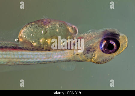 Äsche (Thymallus Thymallus), Larve mit Dottersack Stockfoto