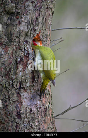 Grünspecht (Picus Viridis), Blick in ein Nest Loch auf einem Baumstamm Stockfoto