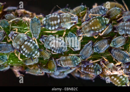 Pelargonien-Blattlaus (Acyrthosiphon Malvae, Acyrthosiphon Pelargonii), saugen Stockfoto