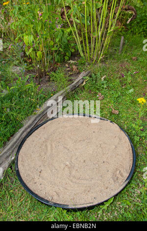 Sandbad für Spatzen im Garten, Deutschland Stockfoto