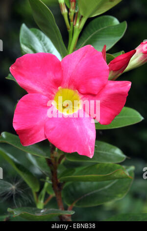 Brasilianische Jasmin, Scarlet Pimpernel, Red Riding Hood (Mandevilla Sanderi, Dipladenia Sanderi), Blume Stockfoto