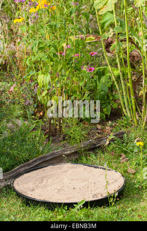 Sandbad für Spatzen im Garten, Deutschland Stockfoto