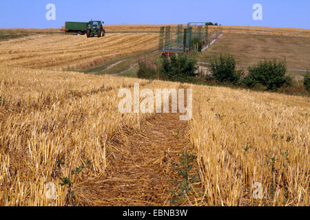 Gerste (Hordeum Vulgare), Reife Gerstenfeld ist geerntet, Deutschland Stockfoto