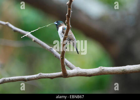 Bronze Männchen (Lonchura Cucullata), auf einem Ast mit Verschachtelung Material in der Stückliste, Mosambik-Maputo Stockfoto