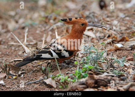 Afrikanische Wiedehopf (Upupa Africana, Upupa Epos Africana), auf dem Boden, Mosambik-Maputo Stockfoto