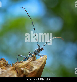 Rosalia Art (Rosalia Alpina), auf alten Buchenholz, Deutschland, Baden-Württemberg Stockfoto