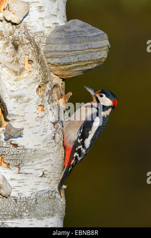 Buntspecht (Picoides großen, großen Dendrocopos), im Herbst auf eine Birke Stamm mit Halterung Pilz, Deutschland, Baden-Württemberg Stockfoto