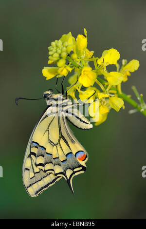 Schwalbenschwanz (Papilio Machaon), frisch geschlüpften Schmetterling, Deutschland, Baden-Württemberg Stockfoto