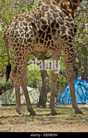 Cape Giraffe (Giraffa Giraffe Giraffa), am Campingplatz, South Africa, Kwazulu-Natal, Ndumo Game Reserve Stockfoto