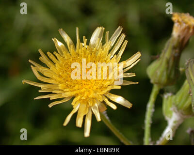 Gemeinsamen Sow Thistle, jährliche Sow Thistle, gemeinsame Sow Thistle, kleine Sau Distel (Sonchus Oleraceus), blühen, Deutschland Stockfoto