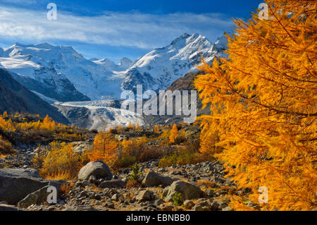 Morteratsch-Gletscher mit Berninagruppe, Bellavista auf der linken Seite, Piz Bernina mit Biancograt auf der rechten Seite, Graubündens, der Schweiz, Oberengadin Stockfoto