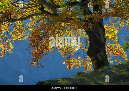 Rotbuche (Fagus Sylvatica), mit Herbstlaub bei Gegenlicht, Grosser Ahornboden, Karwendel, Bayern, Deutschland Stockfoto