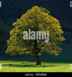 Bergahorn, lässt große Ahorn (Acer Pseudoplatanus), im Herbst bei Gegenlicht, Grosser Ahornboden, Karwendel, Bayern, Deutschland Stockfoto