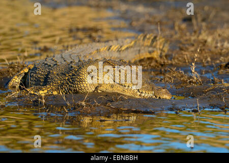 Nil-Krokodil (Crocodylus Niloticus), Krokodil, ruht auf einer Sandbank in einem Fluss in den Abend Licht, Botswana Chobe-Nationalpark Stockfoto