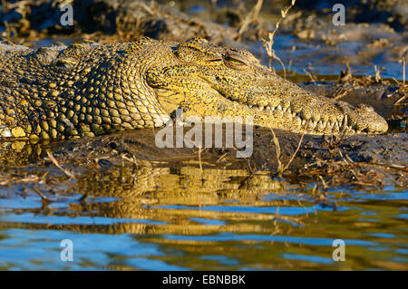 Nil-Krokodil (Crocodylus Niloticus), Krokodil, ruht auf einer Sandbank in einem Fluss in den Abend Licht, Botswana Chobe-Nationalpark Stockfoto