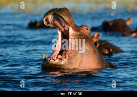 Nilpferd, Nilpferd, gemeinsame Flusspferd (Hippopotamus Amphibius), gähnende Nilpferd Bull im Morgen Licht, Botswana, Chobe National Park Stockfoto