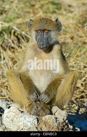 Chacma Pavian, Anubius Pavian, Oliven Pavian (Papio Ursinus, Papio Cynocephalus Ursinus), Juvenile sitzen auf den Boden, Botswana Chobe National Park Stockfoto