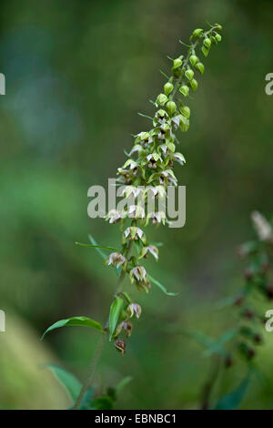 Breitblättrigen Helleborine, östlichen Helleborine (Epipactis Helleborine), Blütenstand, Deutschland Stockfoto