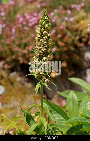 Breitblättrigen Helleborine, östlichen Helleborine (Epipactis Helleborine), Blütenstand, Deutschland Stockfoto