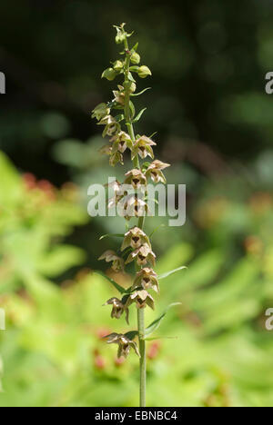 Breitblättrigen Helleborine, östlichen Helleborine (Epipactis Helleborine), Blütenstand, Deutschland Stockfoto