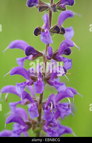 Wiese Clary, Wiesen-Salbei (Salvia Pratensis), Blumen, Deutschland Stockfoto