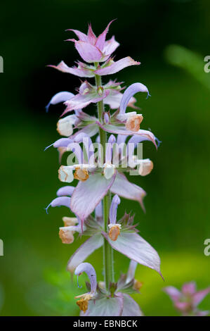 Muskatellersalbei (Salvia Sclarea), Blütenstand Stockfoto