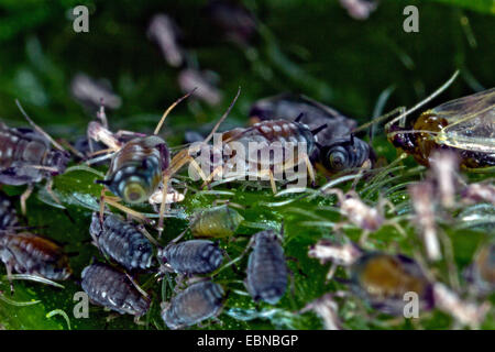 Pelargonien-Blattlaus (Acyrthosiphon Malvae, Acyrthosiphon Pelargonii), saugen Stockfoto