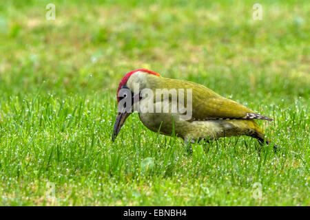 Grünspecht (Picus Viridis), auf den Feed in nassen Wiese von Tau, Deutschland, Bayern Stockfoto