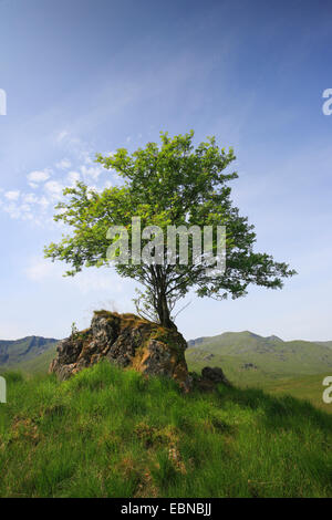 Europäische Vogelbeerbaum, Eberesche (Sorbus Aucuparia), Baum auf Felsbrocken, Großbritannien, Schottland Stockfoto