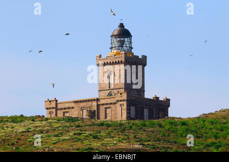 Papageitaucher, gemeinsame Papageientaucher (Fratercula Arctica), Leuchtturm auf der Isle of May, Großbritannien, Schottland Stockfoto