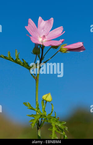 Moschusmalve, Moschus Cheeseweed (Malva Moschata), Blumen, Deutschland Stockfoto