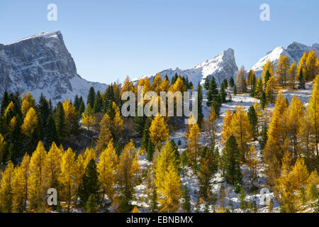 Lärchenwald im Herbst am Passo di Giau, den Gipfel des Croda da Lago auf Links, Italien, Südtirol, Dolomiten Stockfoto