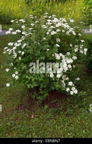 Spirea, Hybrid (Spiraea X vanhouttei, Spiraea Vanhouttei), blühen, Österreich, Kärnten Stockfoto